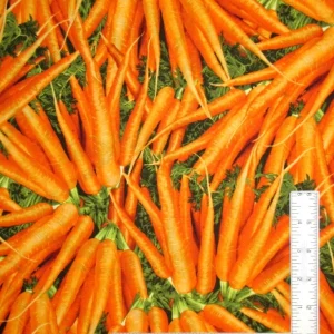 Farmers Market - Gulrætur